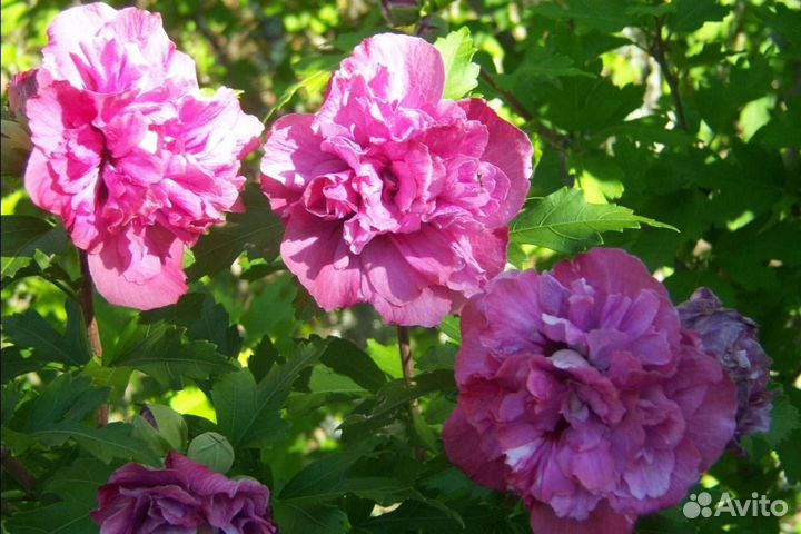 Гибискусы сирийские древовидные