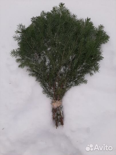 Веник пихтовый