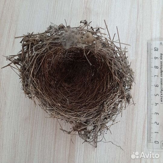Птичье гнездо настоящее для поделок