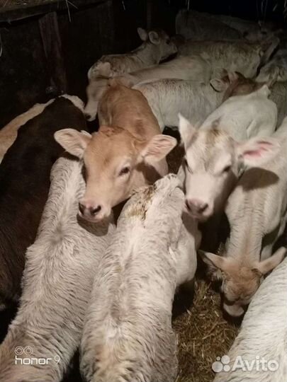 Молодняк крс на доращивание