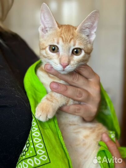 Котенок рыжий