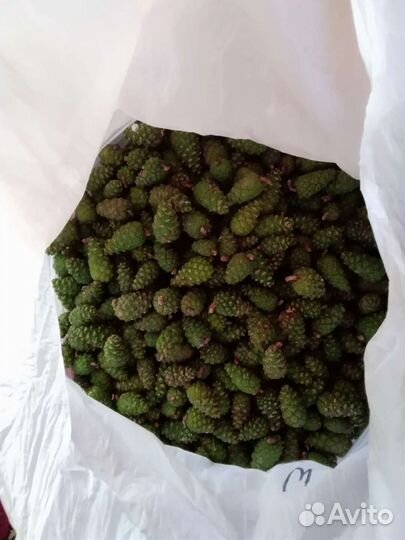 Шишки сосновые. Молодые. Зелёные