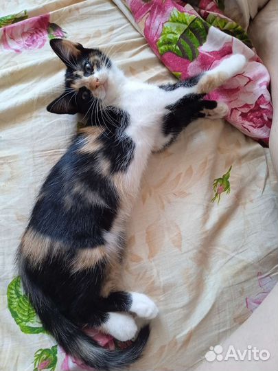 Кошки в добрые руки бесплатно