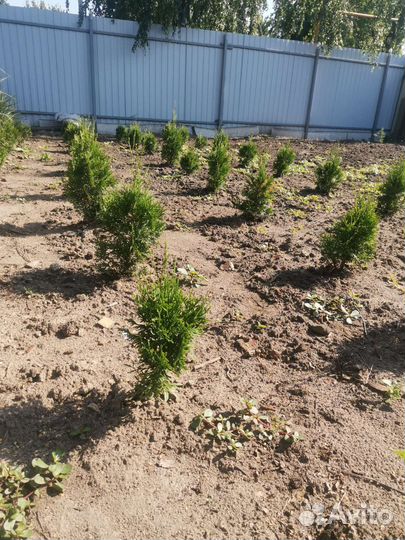 Туя смарагд