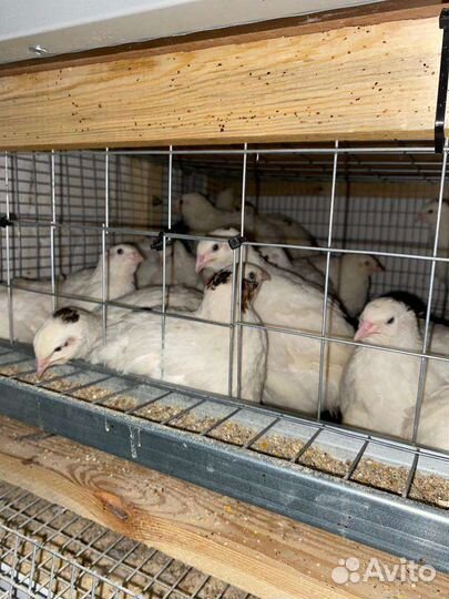 Белый перепел тяжелый кросс