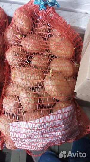 Семенной картофель