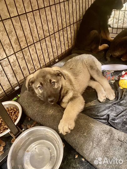 Крохи в дар