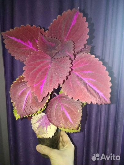 Колеус фиолетовый