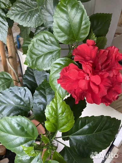 Гибискус китайская роза