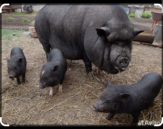 Мясо вьетнамских поросят