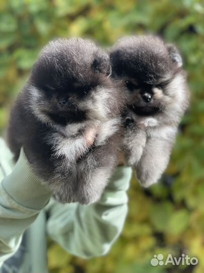 Померанцы мальчик и девочка