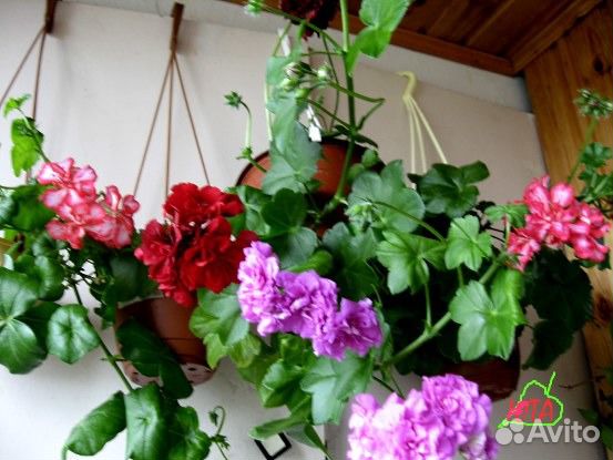 Пеларгонии в ассортименте
