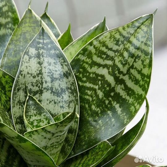 Сансевиерия