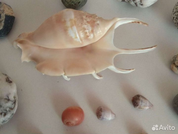 Ракушки и камни для декора и творчества