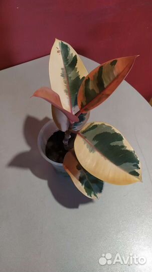 Фикус Бейлиз