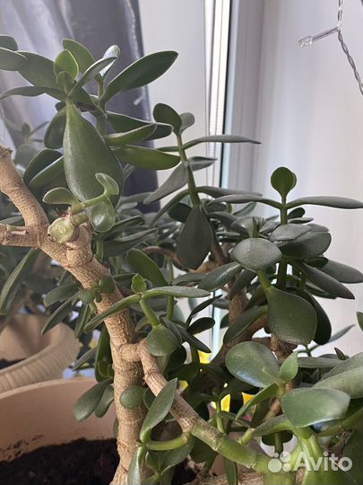 Крассула толстянка, денежное дерево
