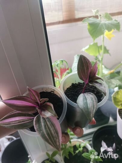 Традесканция