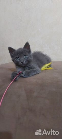 Котенок в добрые руки