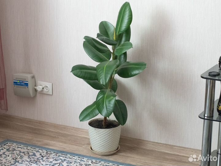 Фикус эластик