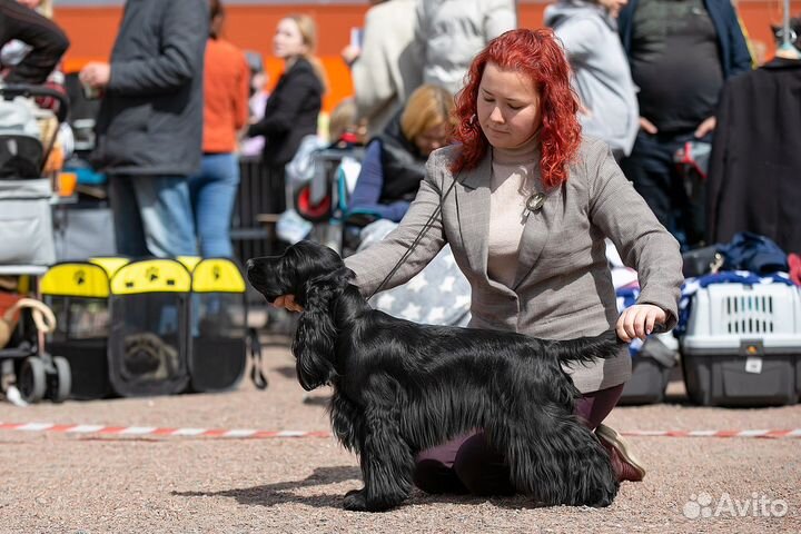 Хендлер СПб, выставки собак, занятия, подготовка)