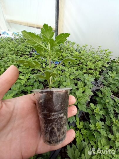 Черенки хризантемы мультифлора