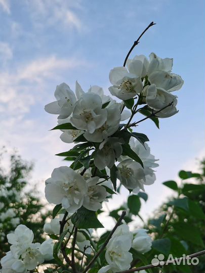 Большой куст махрового жасмина