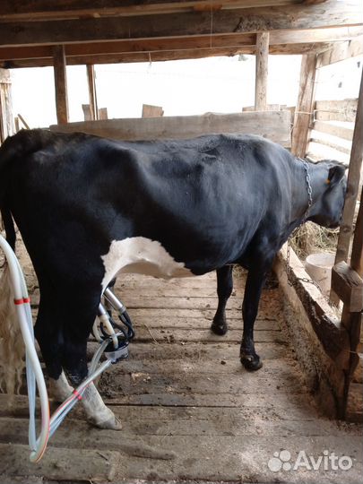 Корова доиная