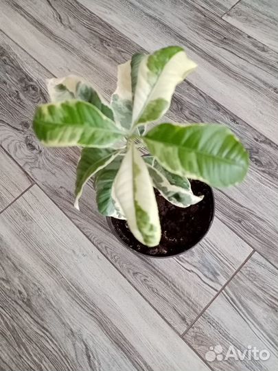 Лимон Эврика Пинк вариегатный