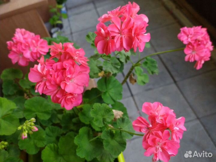 Коралловая герань