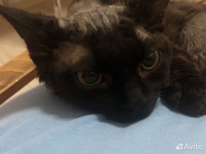 Котята девон рекс