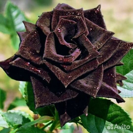 Роза Блек Баккара, Блек Бонито саженцы