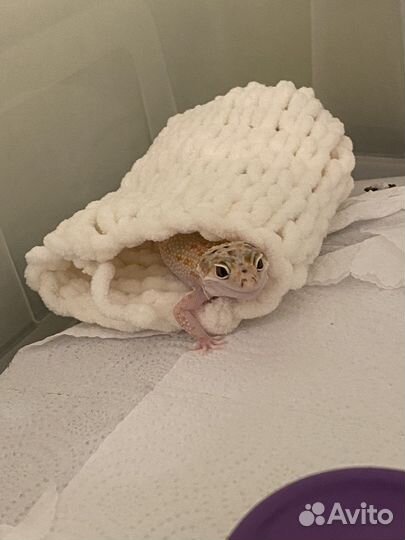 Домик для эублефара