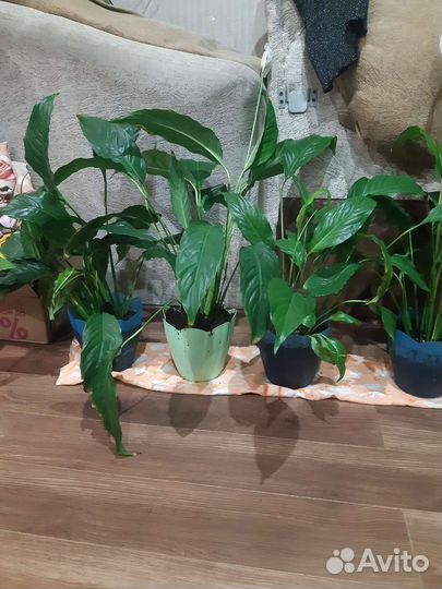 Спатифиллум