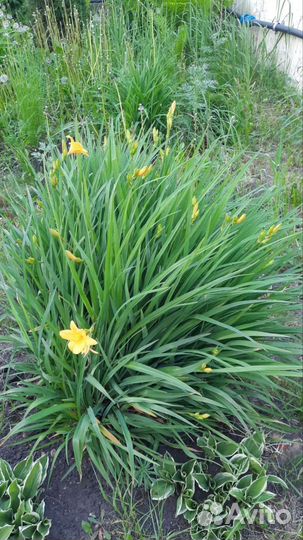 Лилейник кустом