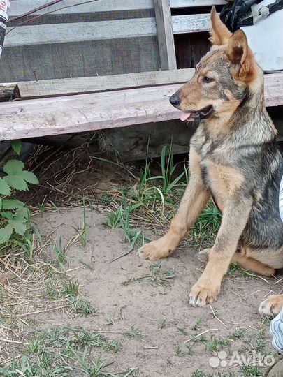 Отдам бесплатно