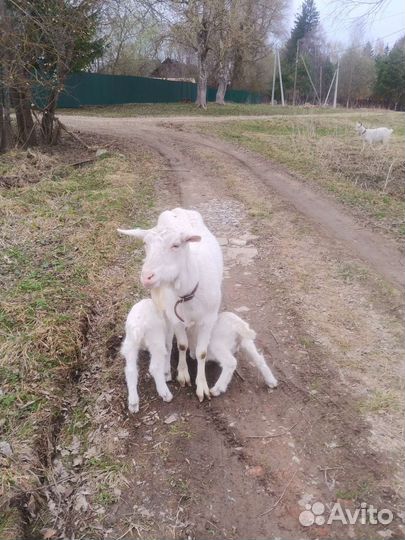 Зааненские козлята