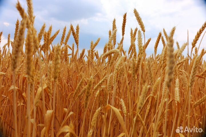 Зерно в мешках, комбикорма