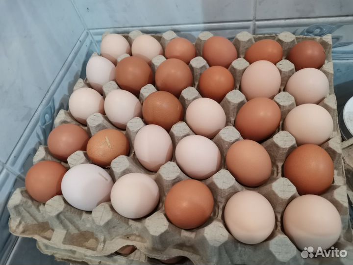 Домашние куриные яйца