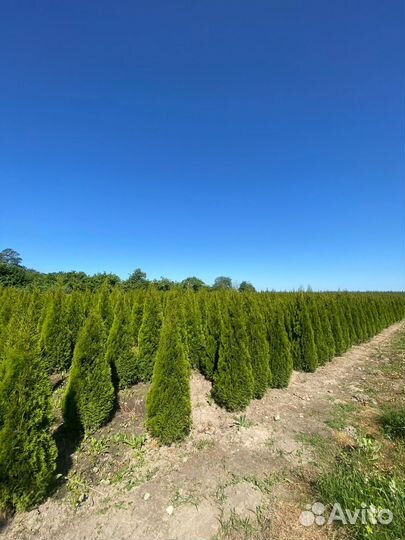 Туя Смарагд 140 см из питомника