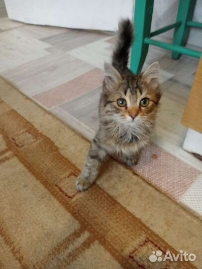 Котенок мальчик