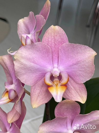 Орхидея Розетта