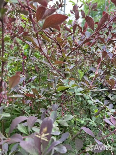 Саженцы барбариса