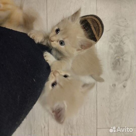 Котята в добрые руки