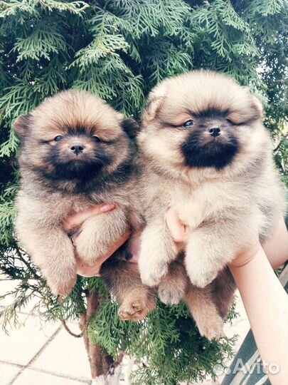 Мини мишки шпицы