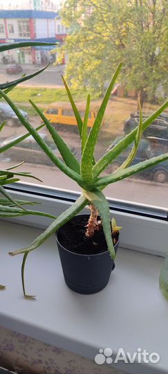 Алоэ вера большой