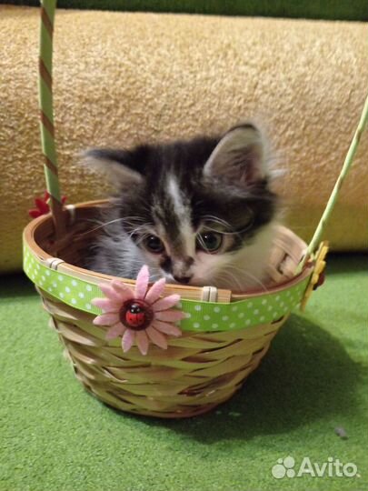 Котята в добрые руки бесплатно