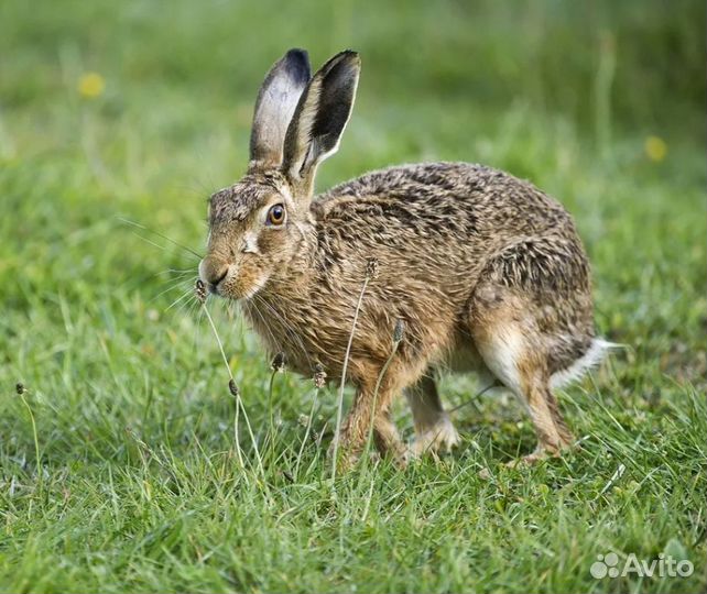 Мясо дикого зайца