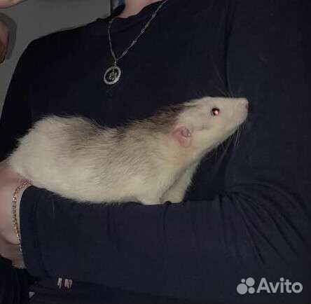 Крыса хаски