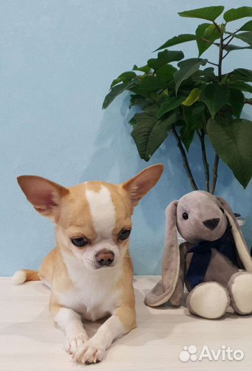 Кобель Чихуахуа вязка