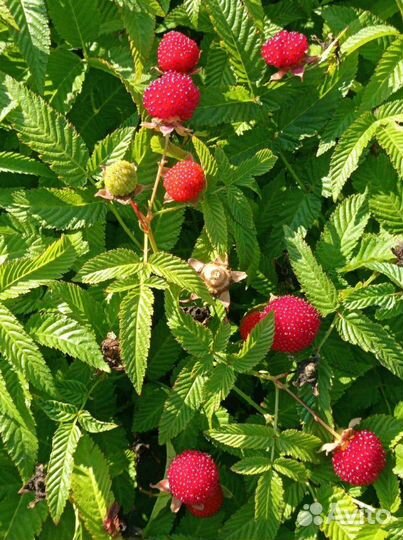 Малина клубника тибетская обмен на цветы или розы